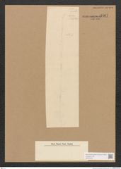 Diatomeae indet. Zeichnungen Sammlung Grunow Nr. 4407 (NHMW-BOT-W0372570)